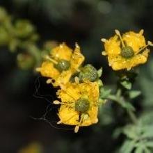 Copias