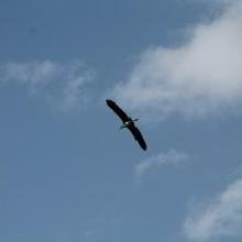 Aguila