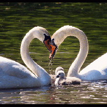 CISNES BLANCOS