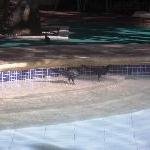 CIRCE Y LOS MARRANOS.