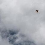 AVIONETA EN LA LAGUNA.