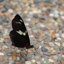 La tierra de las mariposas