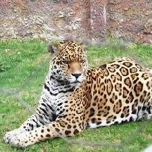 Los caminos del jaguar