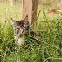 Un gato y un ratón astuto