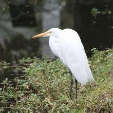 El peregrino de la nada (2)